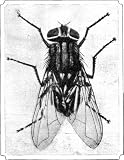 THE HOUSE FLY AND HOW TO SUPPRESS IT