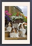 Framed Prints of Shetland Sheepdogs, three lying on garden stairs from Ardea Wildlife Pets