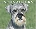 Book Just Schnauzers 2008 Calendar (Just)