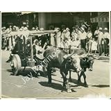 Vintage Photo- Man & ox cart at Santa Barbara Fiesta