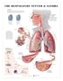 Respiratory System and Asthma Chart