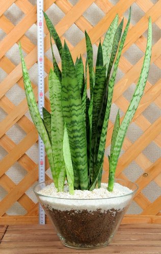 サンセベリア・グラス鉢植え