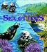 Sea Otters, California Coverlet