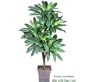 One 6' Bird Nest Artificial Palm Tree with 5 Heads, with No Pot,