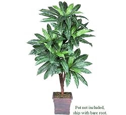 One 6' Bird Nest Artificial Palm Tree with 5 Heads