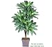 One 6' Bird Nest Artificial Palm Tree with 5 Heads