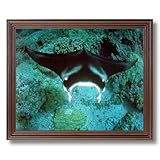 IMAGE OF Manta Ray Ocean Sea Life Animal Wildlife Picture Framed Art Print