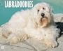 Just Labradoodles