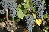 Search : Wilderotter Wineries Cookbook