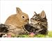 Photographic Prints of LA-5763 Cat - Norwegian Forest kitten in studio with Dwarf Rabbit and flowers from Ardea Wildlife Pets