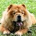 Chow Chows - Want To Understand This Fascinating Breed - Read This Book