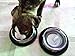 Stainless Steel Non Tip/Skid Doodler Paws Dish Perfect for Small Dog Cat Kitten Puppy 6
