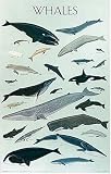 Whales (Posters)