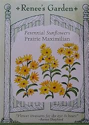 Sunflower Seeds Perennial Prairie Maximilian 150 Seeds