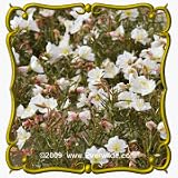 1 Oz Pale Evening Primrose (Oenothera pallida) Bulk Wildflower Seeds