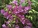 Bougainvillea 