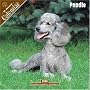 Poodle 2008 Wall Calendar