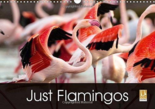 Just Flamingos 2017: Flamingos - Beautiful and Colourful Waders (Calvendo Animals)