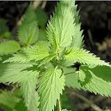 200 Seeds, Stinging Nettle (Urtica dioica) Seeds by Seed Needs