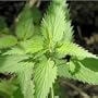 200 Seeds, Stinging Nettle (Urtica dioica) Seeds by Seed Needs