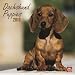dachshund21 - Dachshund Puppies 2010 Square Wall Multilingual Edition