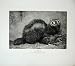 1904 DOUGLAS ENGLISH PHOTOGRAPH POLECAT NATURE MAMMALS