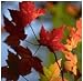 SEASONS SCENERY E-CALENDAR 18 Months Bonus (UK and Ireland) 2012-11