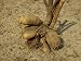 Dahlia Tuber 01 - 24