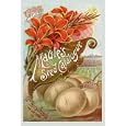 Maule's Seed Catalogue 1893 12x18 Giclee on canvas