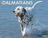 Dalmatians 2007 Calendar (Just)