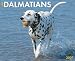 Dalmatians 2007 Calendar (Just)