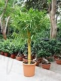 Eigenschaften Terrapalme  / Bambusa vulgaris Topfbreite 44 cm / Pflanzenhöhe 180 cm mit Topf / Stamm