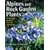 Alpines and Rock Garden Plants: A Complete Guide to Care and Cultivation