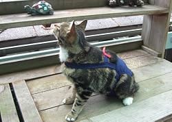 JoybiesNavyBluePiddlePants(tm)forXSmallCat(Measuring11-13fromCollartoBaseofTail)