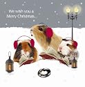 Crazy Christmas Guinea Pigs Luxury Christmas Cards Pack