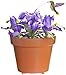 Animated Hummingbird Purple Iris from Gemmy : image