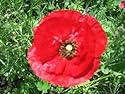 30,000 Red Corn Poppy Seeds With FREE SHIPPING