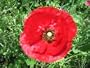 30,000 Red Corn Poppy Seeds With FREE SHIPPING