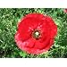 30,000 Red Corn Poppy Seeds With FREE SHIPPING