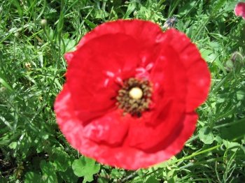 Childrens Toyshop  Outdoor Living : 30,000 Red Corn Poppy Seeds With FREE SHIPPING