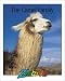 Camels (Zoobooks Series)