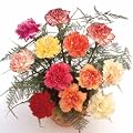 12 Luxury Carnations in Mixed Shades