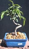Indoor Ficus Neriofolia Curved Trunk by Sheryls Shop