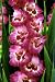 Outdoor Living : 10 Vandohla Hybrid Gladiolus Bulbs - NEW! - Ship 01/07