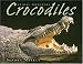 Crocodiles (Animal Predators)