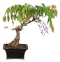 Brussel's Wisteria Outdoor Bonsai Tree