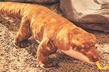Wild Republic Dragon Komodo Aza 7
