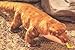 Plush Komodo Dragon