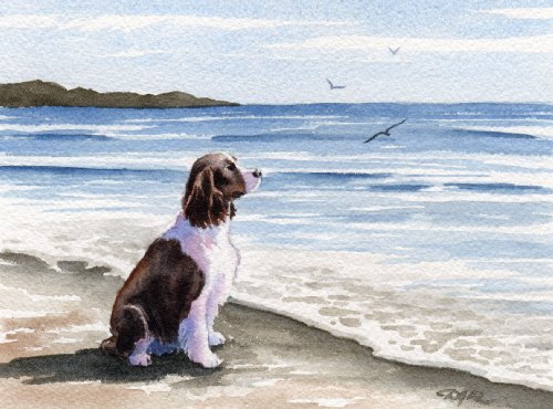 Springer Spaniel At the Beach Dog Art Print Signed by Artist