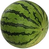 Mini Seedless Watermelon, One